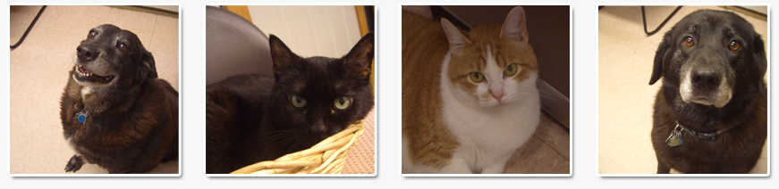 Cats and Dogs at Chardon Vet