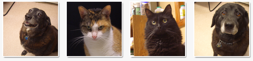 Cats and Dogs at Chardon Vet